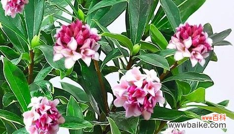 菊花的花语及其象征团结的意义 团结之花