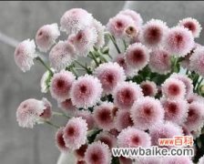 一朵小雏菊的无尽魅力 小雏菊的寓意与象征——美好和坚韧