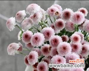 一朵小雏菊的无尽魅力 小雏菊的寓意与象征——美好和坚韧