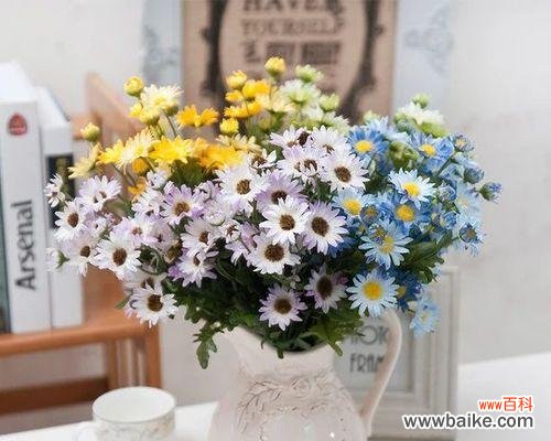 一朵小雏菊的无尽魅力 小雏菊的寓意与象征——美好和坚韧