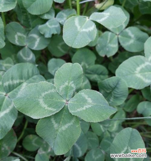 解读幸运草的文化内涵 幸运草的寓意与象征