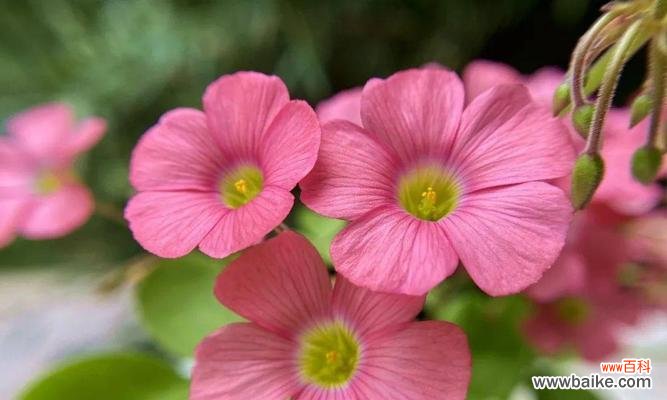 解读幸运草的文化内涵 幸运草的寓意与象征