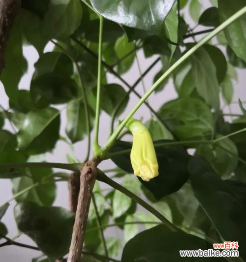 幸福树开花 幸福树开花的寓意