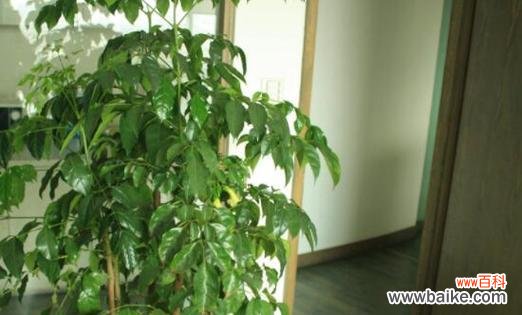 幸福树开花 幸福树开花的寓意