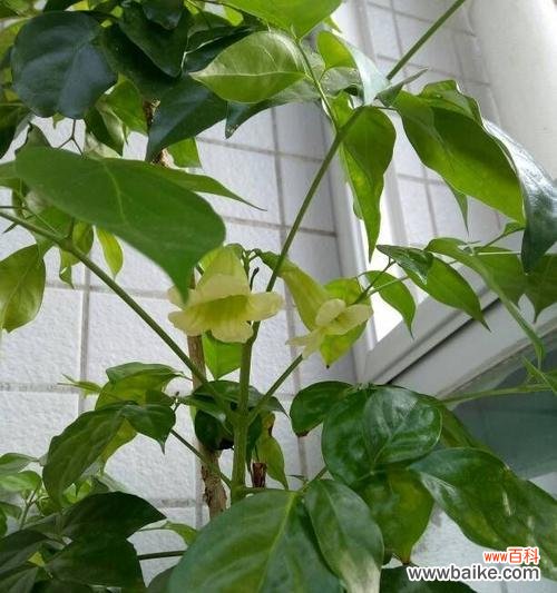 幸福树开花 幸福树开花的寓意