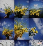 探索小雏菊的花语和象征意义 小雏菊的寓意与象征