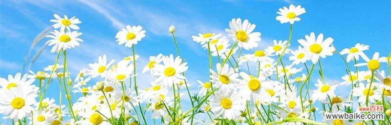 探秘小雏菊的象征意义及文化内涵 小雏菊的花语与寓意