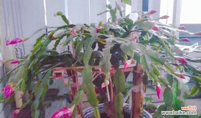 揭秘蟹爪兰花语的背后寓意 蟹爪兰花语