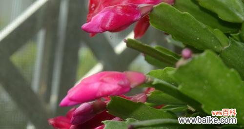 揭秘蟹爪兰花语的背后寓意 蟹爪兰花语