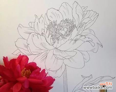 让笑脸成为迎接世界的钥匙 以笑靥花为主题的花语——传递快乐与开朗的力量