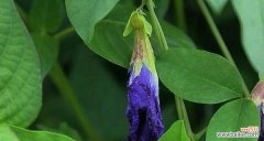 让笑脸成为迎接世界的钥匙 以笑靥花为主题的花语——传递快乐与开朗的力量