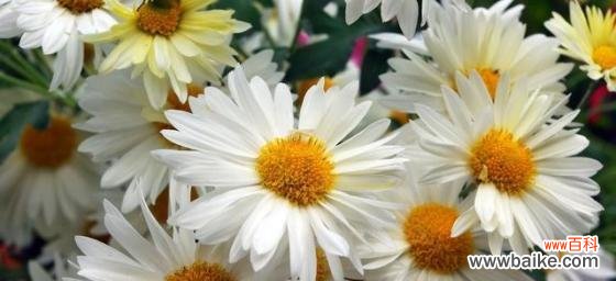 探寻小邹菊花的深意和传说 小邹菊花的传说之美