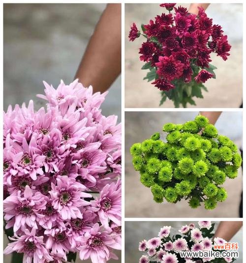 探寻小邹菊花的深意和传说 小邹菊花的传说之美