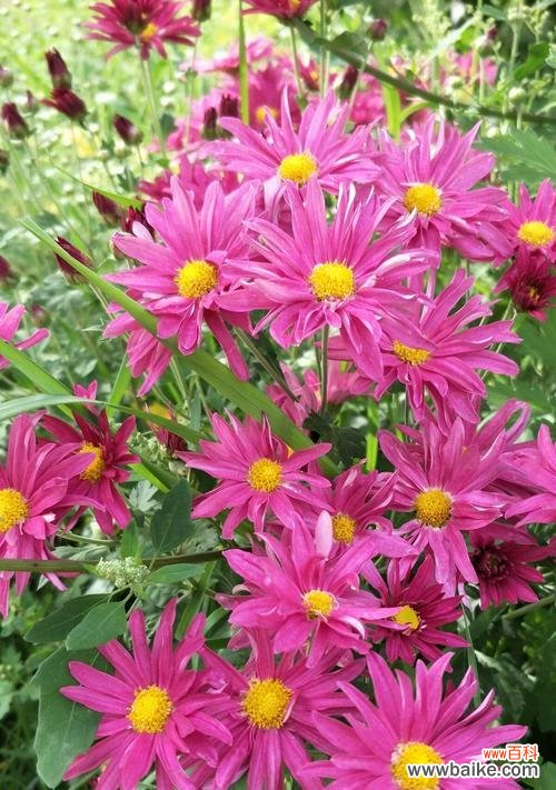 探寻小邹菊花的深意和传说 小邹菊花的传说之美