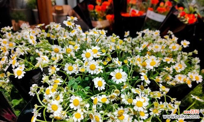 探寻小邹菊花所传递的深层意义 小邹菊的花语