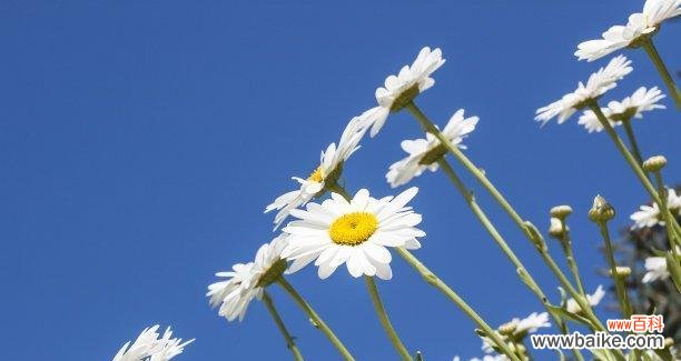 探寻小邹菊花所传递的深层意义 小邹菊的花语