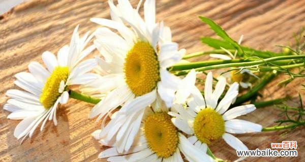 探寻小邹菊花所传递的深层意义 小邹菊的花语