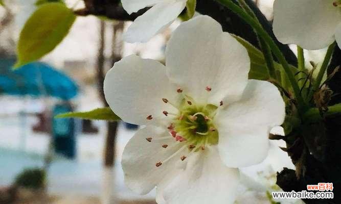 解读杏花别称的文化意涵与象征 《以杏花古代别称的花语与寓意》