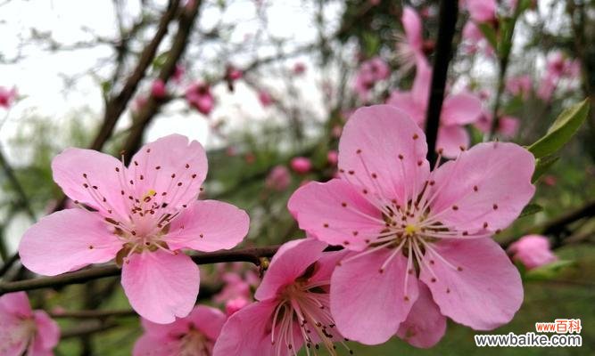 解读杏花别称的文化意涵与象征 《以杏花古代别称的花语与寓意》