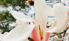 解读杏花别称的文化意涵与象征 《以杏花古代别称的花语与寓意》