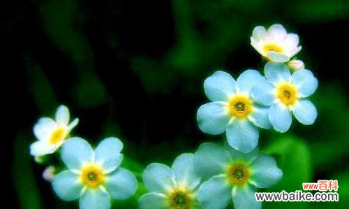 星辰花的花语及其寓意 星辰花