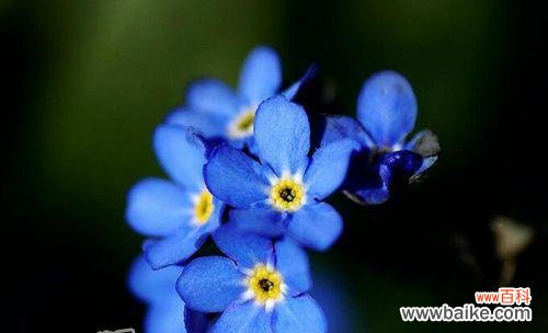 星辰花的花语及其寓意 星辰花