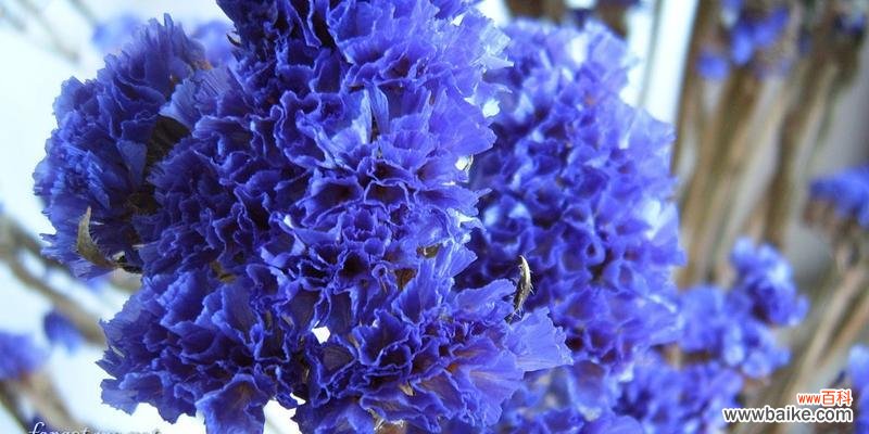 星辰花的花语及其寓意 星辰花