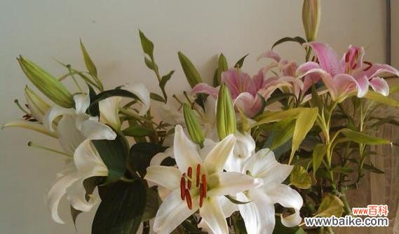 揭秘新娘花花语的隐藏密码 新娘花花语的意义与传承