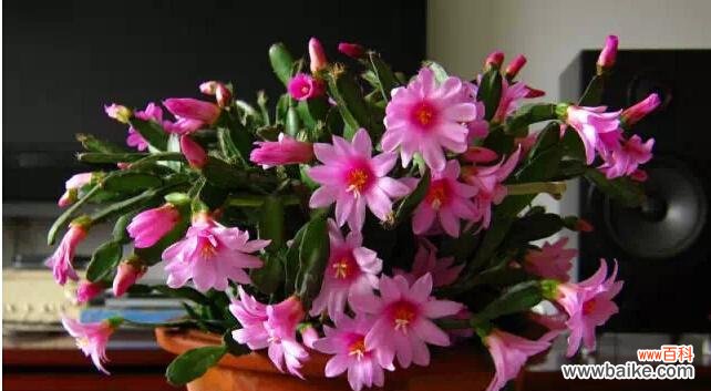 探秘蟹爪兰花语 蟹爪兰,寓意多样的花朵