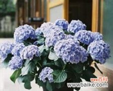 美丽绽放的寓言花朵-绣球花 绣球花的寓意与象征