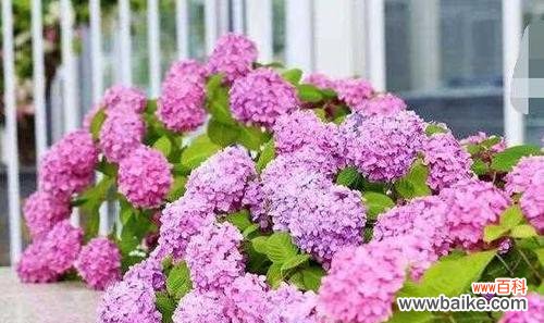 美丽绽放的寓言花朵-绣球花 绣球花的寓意与象征