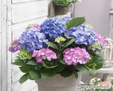 探寻绣球花的花语 绣球花的花语及象征意义