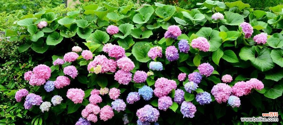 探寻绣球花的花语 绣球花的花语及象征意义