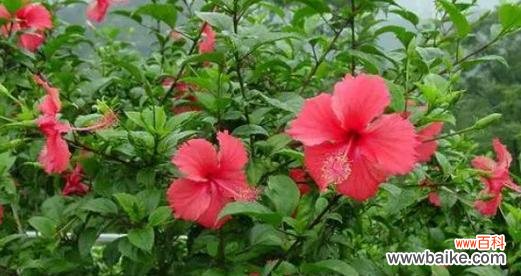 以苦菜花为例 痛苦花语探索