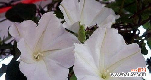 以苦菜花为例 痛苦花语探索