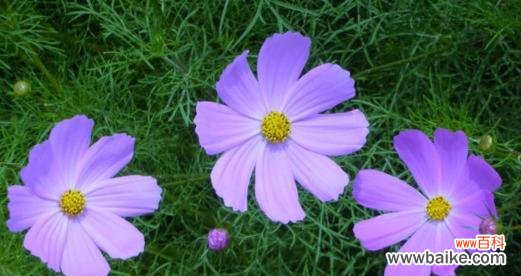 樱花 甜蜜花语——以樱花为主题的文章