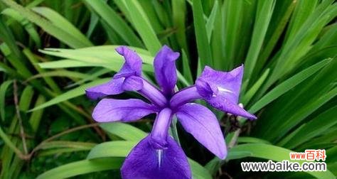 康乃馨 用康乃馨的花语挽回爱情