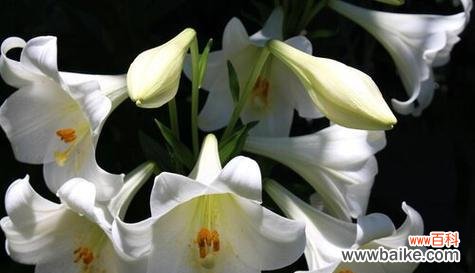 康乃馨 用康乃馨的花语挽回爱情