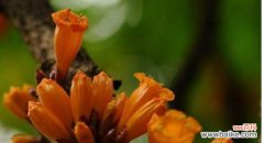 绽放坚强 顽强的力量——以玫瑰花的花语为主题的文章