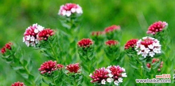 绽放坚强 顽强的力量——以玫瑰花的花语为主题的文章