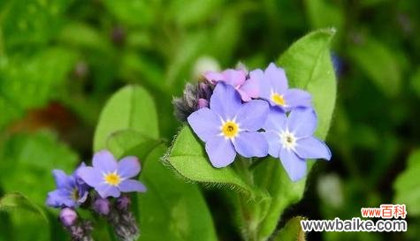 透露深夜情感 晚安之花——郁金香的花语
