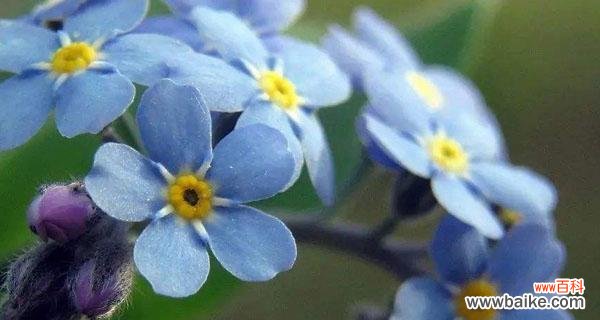 美丽而深刻的遗忘之语 忘记我，一朵花的花语