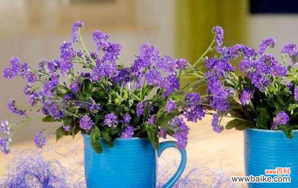 美丽而深刻的遗忘之语 忘记我，一朵花的花语