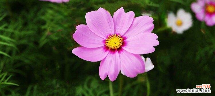 探寻康乃馨的浪漫花语 唯一的爱