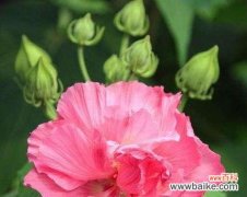 探索未来 以莲花的花语描绘未来之美