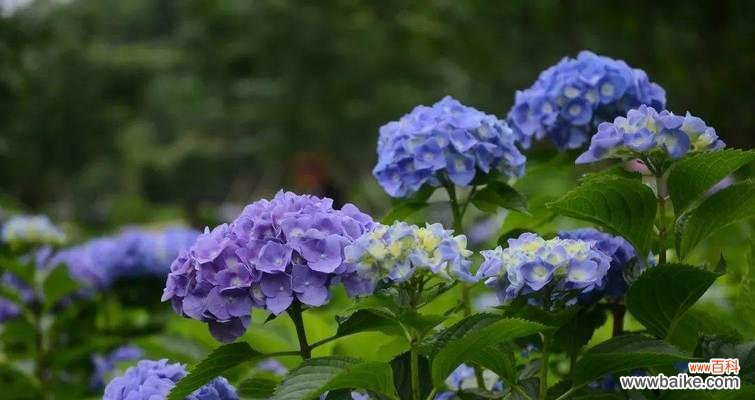 探寻绣球花的内涵和象征意义 绣球花的花语与寓意