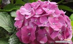 探寻绣球花的内涵和象征意义 绣球花的花语与寓意