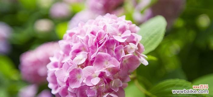 探寻绣球花的内涵和象征意义 绣球花的花语与寓意