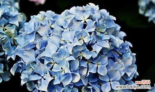 绣球花的象征意义和文化内涵 探寻绣球花的寓意之美