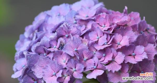 绣球花的象征意义和文化内涵 探寻绣球花的寓意之美